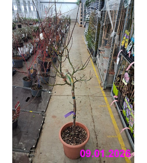 Acer palm. 'Shishigashira' C 12 L